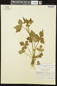 Ranunculus recurvatus var. recurvatus image