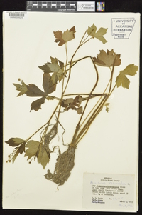 Ranunculus recurvatus var. recurvatus image