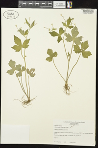 Ranunculus recurvatus var. recurvatus image