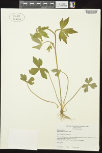 Ranunculus recurvatus var. recurvatus image