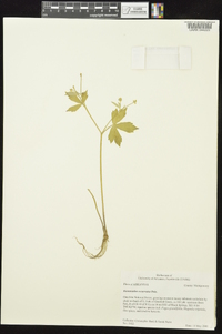 Ranunculus recurvatus var. recurvatus image