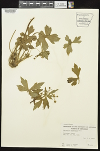 Ranunculus recurvatus var. recurvatus image