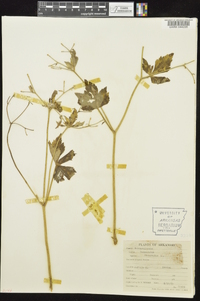 Ranunculus recurvatus var. recurvatus image