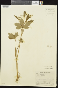 Ranunculus recurvatus var. recurvatus image