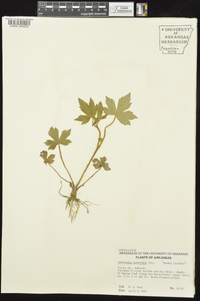 Ranunculus recurvatus var. recurvatus image