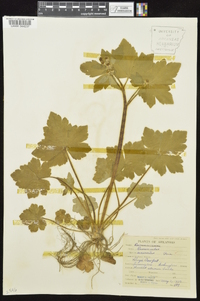 Ranunculus recurvatus var. recurvatus image