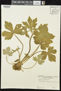 Ranunculus recurvatus var. recurvatus image