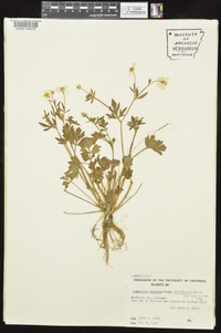 Ranunculus sardous image