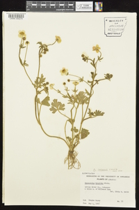Ranunculus sardous image