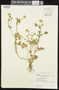 Ranunculus sardous image