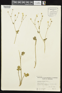 Ranunculus sardous image