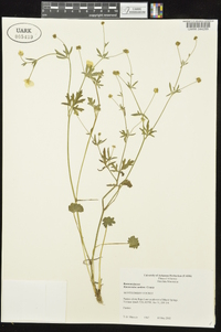 Ranunculus sardous image