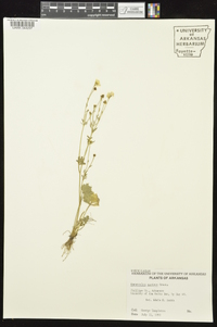 Ranunculus sardous image