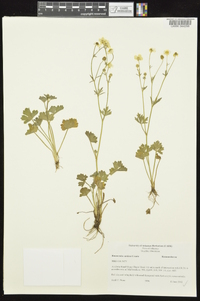 Ranunculus sardous image