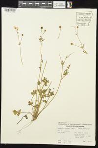 Ranunculus sardous image