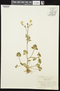 Ranunculus sardous image