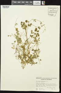 Thalictrum arkansanum image