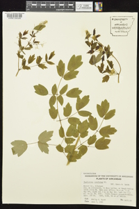 Thalictrum amphibolum image