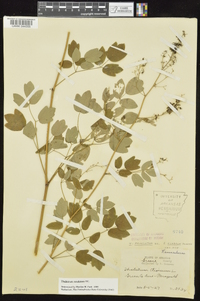 Thalictrum amphibolum image