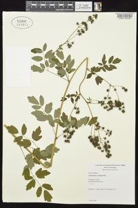 Thalictrum amphibolum image