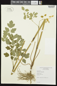 Thalictrum amphibolum image