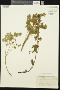 Thalictrum amphibolum image