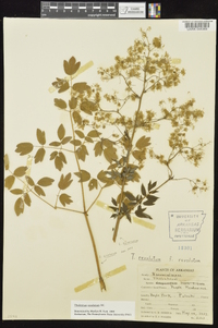 Thalictrum amphibolum image