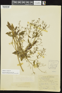 Thalictrum amphibolum image