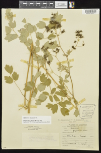 Thalictrum amphibolum image