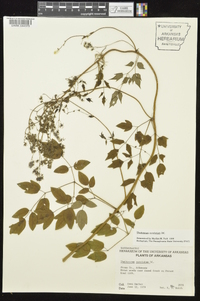 Thalictrum amphibolum image