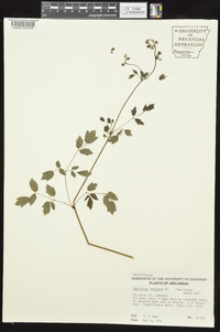 Thalictrum amphibolum image