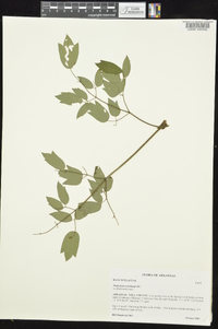 Thalictrum amphibolum image