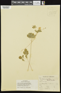 Anemonella thalictroides image