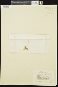 Anemonella thalictroides image