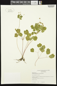 Thalictrum thalictroides image