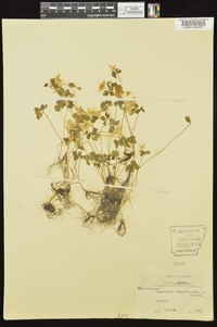 Thalictrum thalictroides image