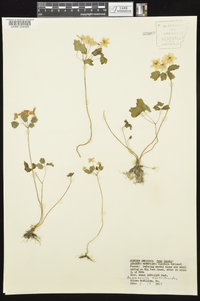 Thalictrum thalictroides image