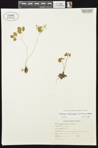 Thalictrum thalictroides image