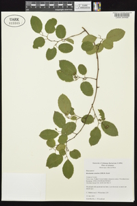 Berchemia scandens image