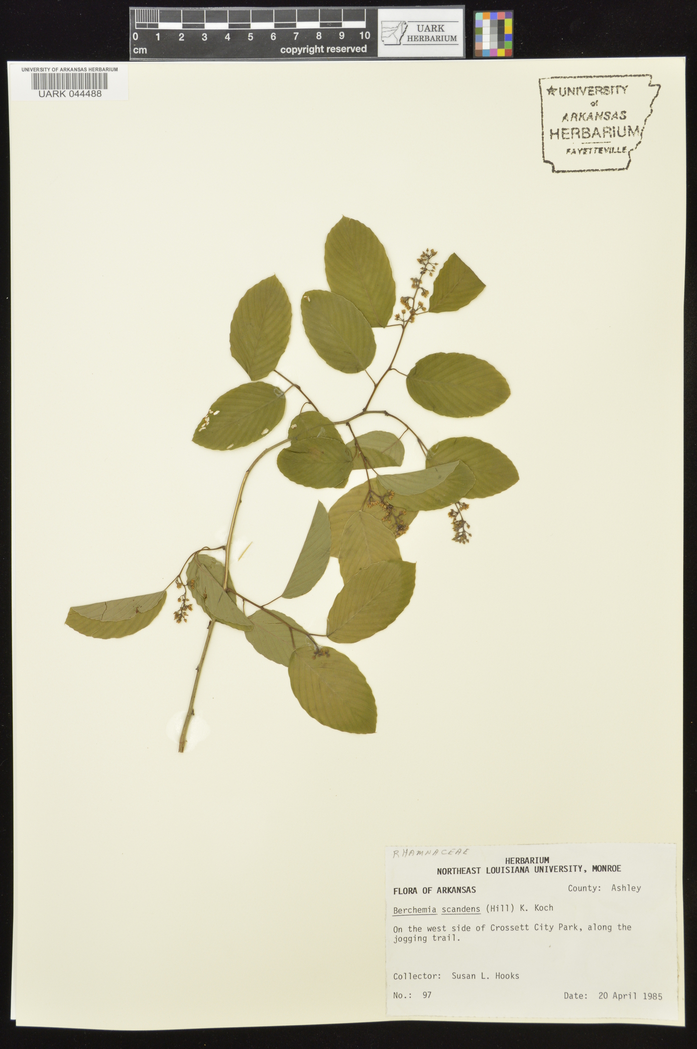 Berchemia image