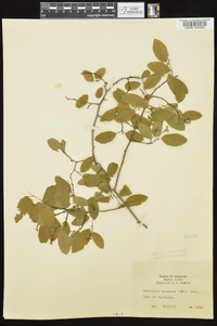 Berchemia scandens image