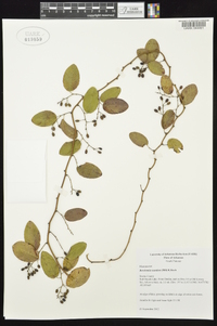 Berchemia scandens image