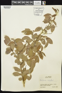 Berchemia scandens image