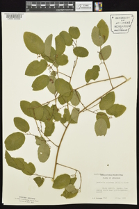 Berchemia scandens image