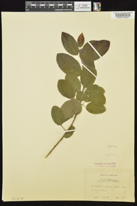 Berchemia scandens image