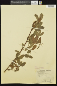 Berchemia scandens image