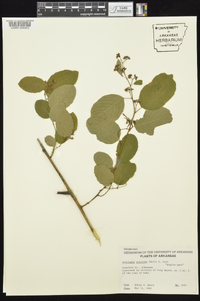 Berchemia scandens image