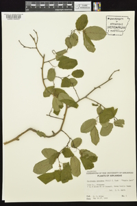 Berchemia scandens image