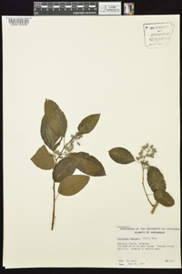 Berchemia scandens image