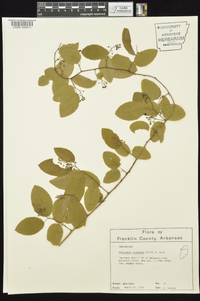 Berchemia scandens image